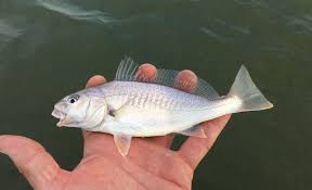 Image result for Micropogonias undulatus