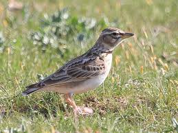 Image result for Melanocorypha bimaculata