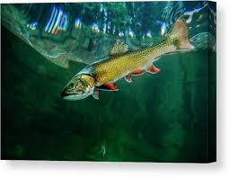 Image result for Salvelinus namaycush