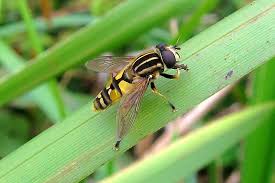 Attēlu rezultāti vaicājumam “Helophilus pendulus”