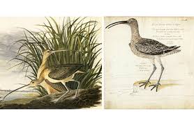 Attēlu rezultāti vaicājumam “Numenius arquata adult”