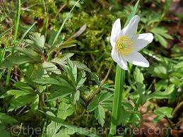 Attēlu rezultāti vaicājumam “Anemone nemorosa bud”