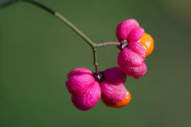 Attēlu rezultāti vaicājumam “Euonymus europaeus”