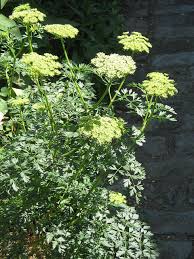 Attēlu rezultāti vaicājumam “Cenolophium denudatum”