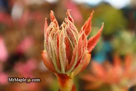 Attēlu rezultāti vaicājumam “Aesculus x neglecta flower”