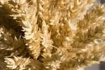 grain plant seed (grain plant - via Daymix