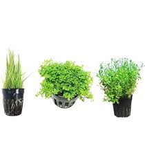 Attēlu rezultāti vaicājumam “Leptodictyum riparium sporophyte”