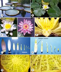 Attēlu rezultāti vaicājumam “Nymphaeaceae”