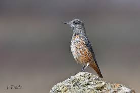 Image result for Monticola saxatilis