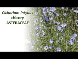 Image result for Cichorium intybus