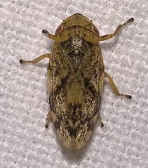 Attēlu rezultāti vaicājumam “Aphrophoridae”