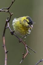 Attēlu rezultāti vaicājumam “Carduelis spinus male”