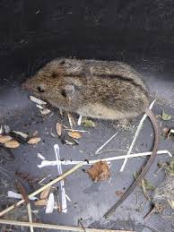 Attēlu rezultāti vaicājumam “Sicista betulina”