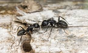 Attēlu rezultāti vaicājumam “Formicidae”