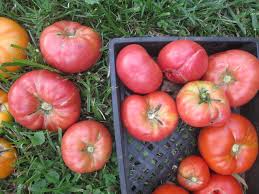 Afbeeldingsresultaat voor stump of the world tomato