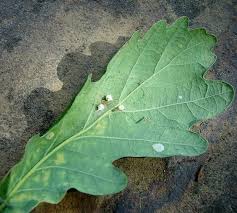 Attēlu rezultāti vaicājumam “Paidiscura pallens eggs”