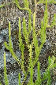 Attēlu rezultāti vaicājumam “Lycopodiaceae”