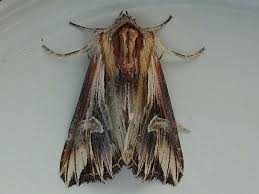 Attēlu rezultāti vaicājumam “Actinotia polyodon”