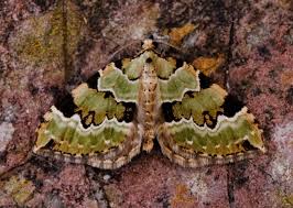 Attēlu rezultāti vaicājumam “Colostygia pectinataria”