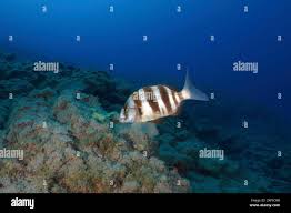 Image result for Diplodus cervinus