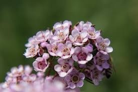 Attēlu rezultāti vaicājumam “Craterium aureonucleatum young”