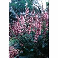 Image result for Salvia pratensis `Rose Rhapsody