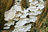 Attēlu rezultāti vaicājumam “Postia floriformis”