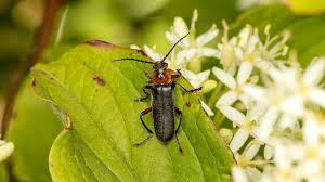 Attēlu rezultāti vaicājumam “Cantharis rustica imago”