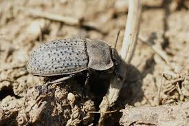 Attēlu rezultāti vaicājumam “Opatrum sabulosum”