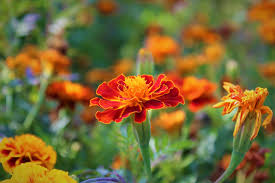 Attēlu rezultāti vaicājumam “Tagetes flower”