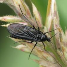 Attēlu rezultāti vaicājumam “Sciara analis”