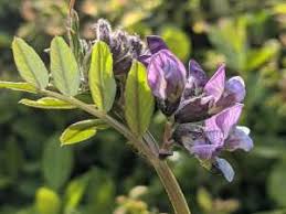 Attēlu rezultāti vaicājumam “Scrophularia umbrosa flower”