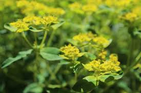 Attēlu rezultāti vaicājumam “Euphorbia palustris leaf”