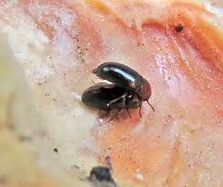 Attēlu rezultāti vaicājumam “Dacne bipustulata”