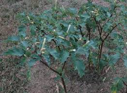 Image result for Datura stramonium