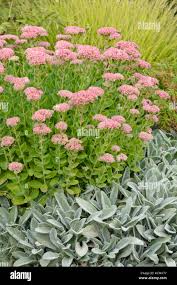 Attēlu rezultāti vaicājumam “Hylotelephium telephium”