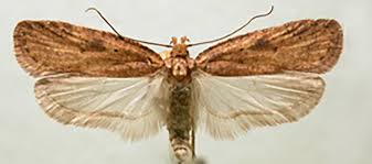 Attēlu rezultāti vaicājumam “Agonopterix hypericella imago”