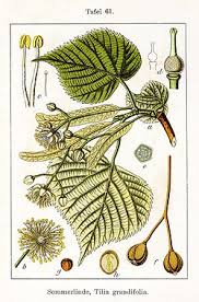 Attēlu rezultāti vaicājumam “Tilia platyphyllos subsp. cordifolia flower”