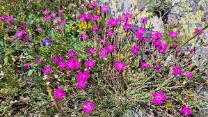 Attēlu rezultāti vaicājumam “Dianthus deltoides bud”
