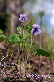 Attēlu rezultāti vaicājumam “Viola epipsila”