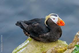 Image result for Fratercula cirrhata