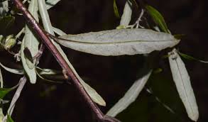 Attēlu rezultāti vaicājumam “Symphyotrichum x salignum leaf”
