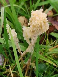 Attēlu rezultāti vaicājumam “Didymium spongiosum macro”