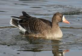 Attēlu rezultāti vaicājumam “Anser albifrons adult”