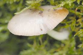 Attēlu rezultāti vaicājumam “Psathyrella pygmaea”