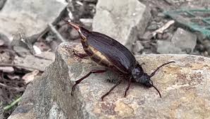 Attēlu rezultāti vaicājumam “Hylecoetus dermestoides female”