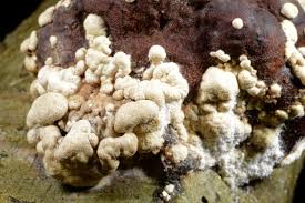 Attēlu rezultāti vaicājumam “Hypocrea pulvinata”