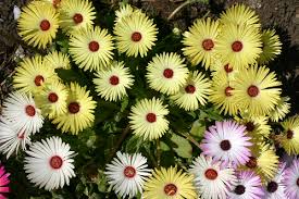 Image result for Mesembryanthemum criniflorum
