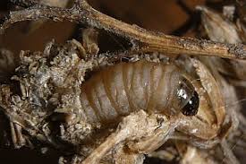 Attēlu rezultāti vaicājumam “Aethes margaritana”