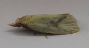 Attēlu rezultāti vaicājumam “Agapeta hamana”